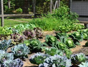 Our cabbage patch looks excellent. To get the best health benefits from cabbage, it’s good to eat all three varieties – Savoy, red, and green. And, don’t forget, cabbage can be eaten cooked and raw.