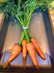 And look at these beautiful carrots. If you’re ever in the area, be sure to stop in at Triple Chick Farm – you won’t leave their empty handed.