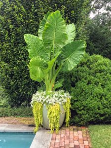 This giant pot was originally from Martha by Mail, a mail-order catalog business we had years ago. It is now planted with Alocasia, with leaves pointed upward, and beautiful trailing ground covers.