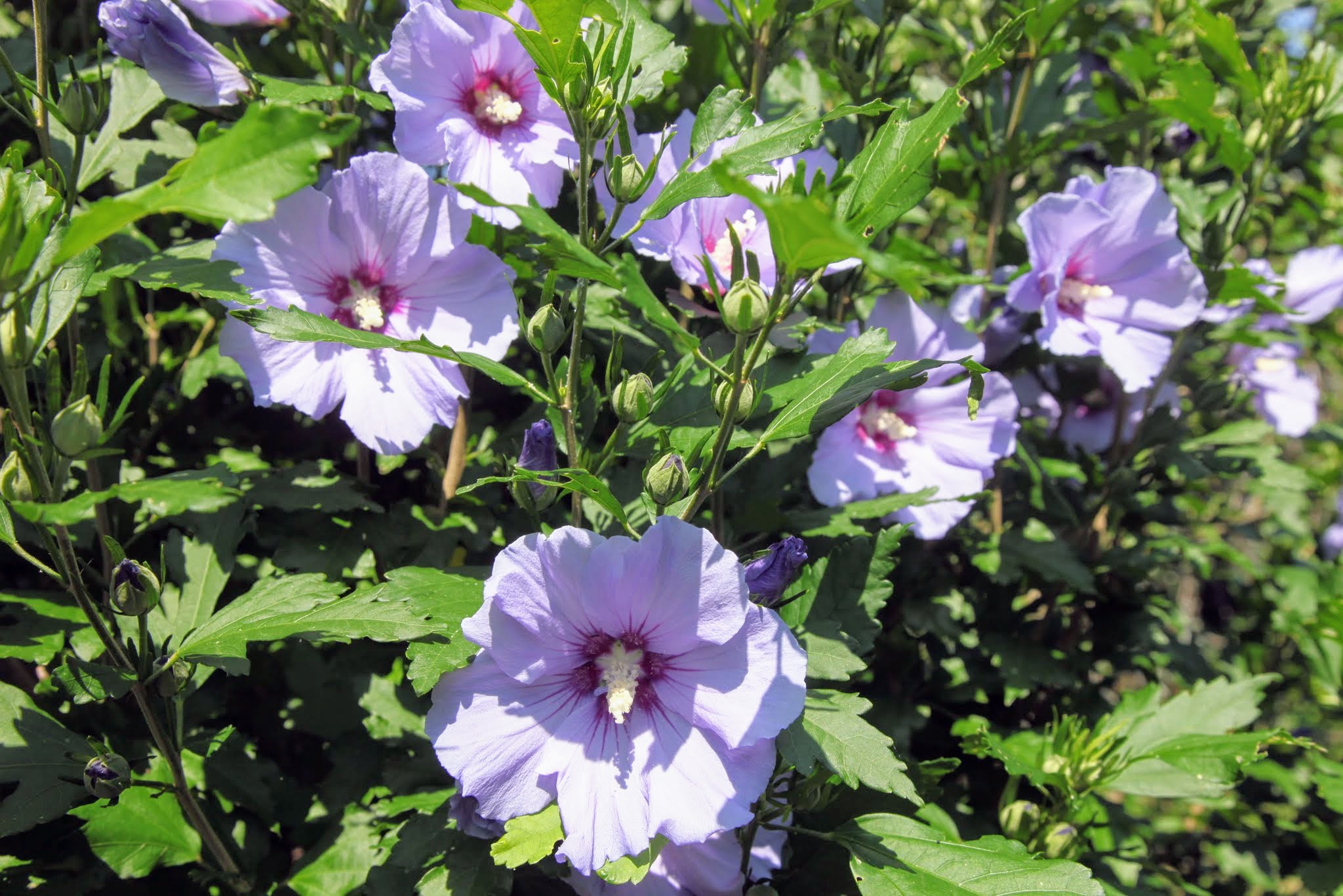 Purple Flowering Bush Name