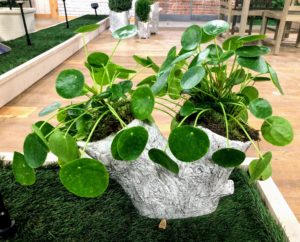This is called my Split Branch Planter. It looks so pretty filled with this Pilea peperomioides. The planter measures 15-and-a-quarter-inches by five-and-a-quarter inches by 11-inches.