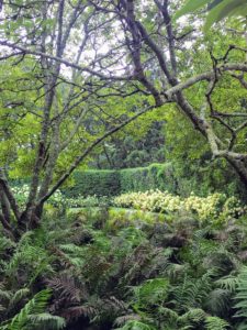 Here is a view looking over a bed of ferns towards the privacy hedge. The ferns do well in East Hampton especially when the garden is in partial to full shade all day long. Below the hedge, I have several types of white hydrangea.