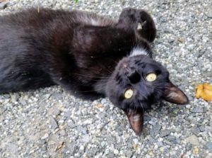 With one exception - he seems to never get enough belly rubs, is that right, Blackie? How are your cats doing this summer - share some of your stories in the comments section below - I love reading them.