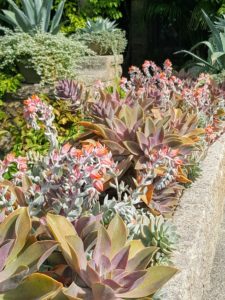 And here is my long stone trough planted with succulents. We planted it in color blocks with pink gravel – the same pink gravel that covers the carriage roads at Skylands. These are some of the succulents that were rooted over the winter from cuttings and pups.