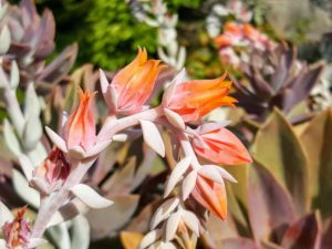 The echeveria succulent grows beautiful bell-shaped yellow to orange flowers with red tips.
