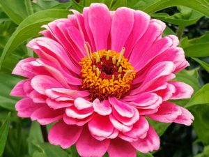 Zinnia plants range from six-inches tall to about four-feet tall. There are varieties with single or double petaled flowers in almost all the colors of the rainbow.