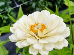 Zinnias flower mid to late in the season and are great for attracting hummingbirds, bees and butterflies. The large-flowered varieties provide pollen and nectar in late summer when native sources run low.