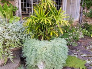 Although it is not well seen in this photo, this planter is one of a pair made sometime in the 18th to 19th century. This year, we planted it with Lady’s palm, Rhapis excelsa, and Parrot’s Beak lotus, Lotus berthelotii.