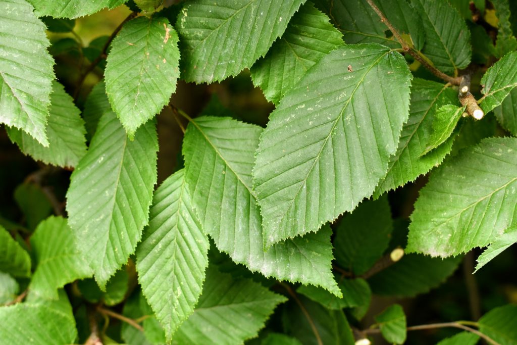 Pruning the Hornbeam Hedges at My Farm The Martha Stewart Blog