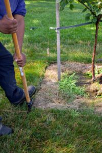 Next, using a landscape edger, Pete creates straight edges around the square tree pits, one by one.