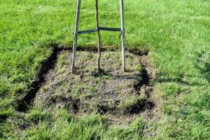 Only the outer pieces of sod are removed to save time and to leave the tree itself undisturbed. Each tree was planted with nutrient-rich soil and compost, so it is important to keep that environment for each specimen.