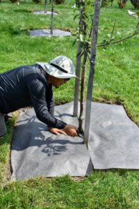 Back out in the orchard, Chhiring cuts a single slit from the edge of the weed cloth to the center in order to custom fit the cloth onto the pit. Then he cuts a hole around the tree trunk.