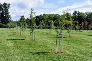 We already had many, many fruits growing on these trees this season – in part because of how nutrient-rich the soil is. These trees are all staked for added support, but I wanted to improve the appearance of the ground below, so I decided to create a square tree pit under each tree.
