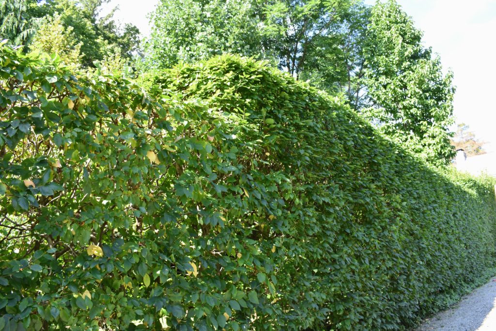 Pruning the Hornbeam Hedges at My Farm - The Martha Stewart Blog