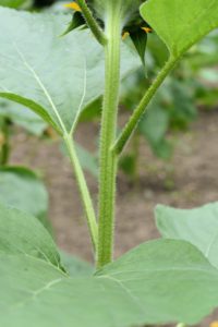 The leaf base is rounded and tapers abruptly to a short “winged” leaf stem. Sunflower stems are also quite sturdy, but if possible, plant seeds in a spot that is sheltered from strong winds.