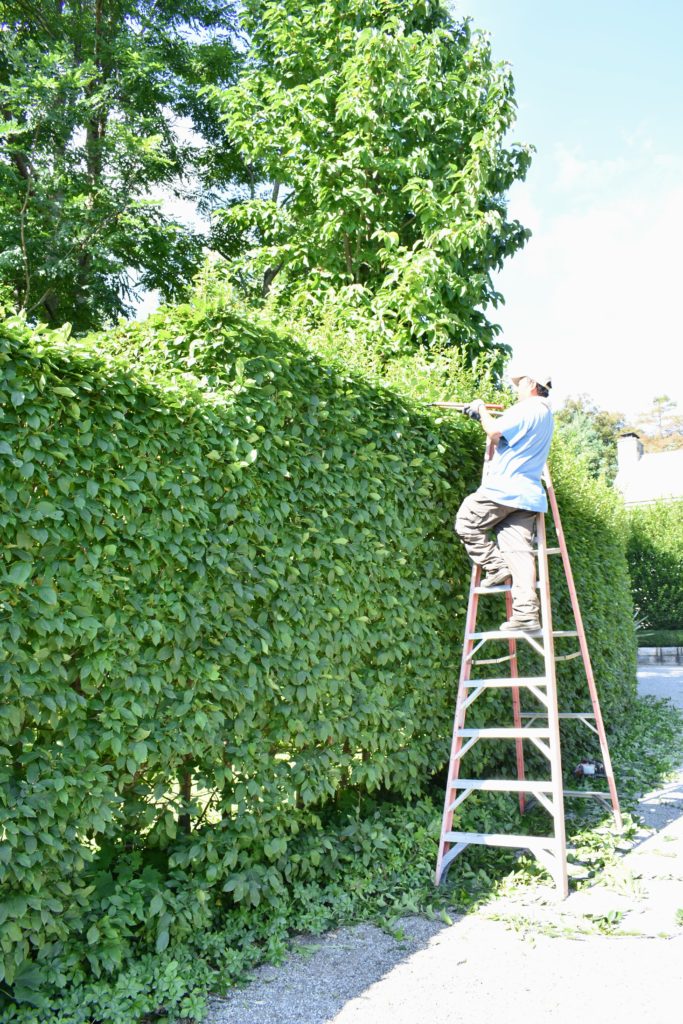 Pruning the Hornbeam Hedges at My Farm - The Martha Stewart Blog