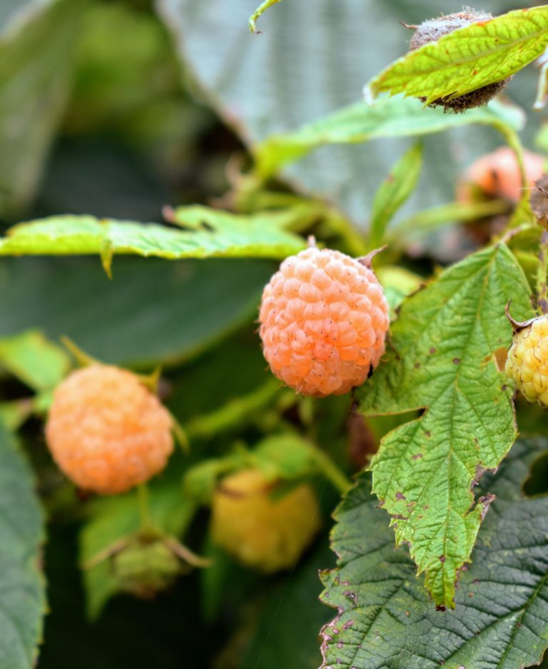 Picking Golden Raspberries The Martha Stewart Blog