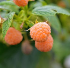 Plant golden raspberries in either the late fall or early spring and select a sunny site with afternoon shade.