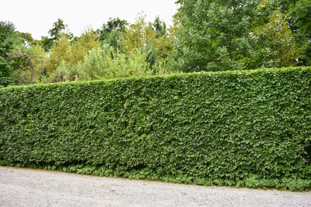 Pruning the Hornbeam Hedges at My Farm - The Martha Stewart Blog