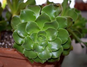 Size will vary greatly with variety. Some aeonium varieties are low growing and get only a few inches tall, with rosettes an inch or two across. Others will branch out and grow three to four feet tall with plate-sized rosettes.