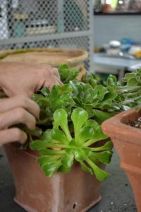 Most Aeoniums grow well without fertilizer, but container-grown Aeoniums, which can quickly exhaust their soil during the growing season, do well with a slow release, 14-14-14 fertilizer that is specially formulated for succulents. Apply it in spring after new growth emerges and again mid-summer.