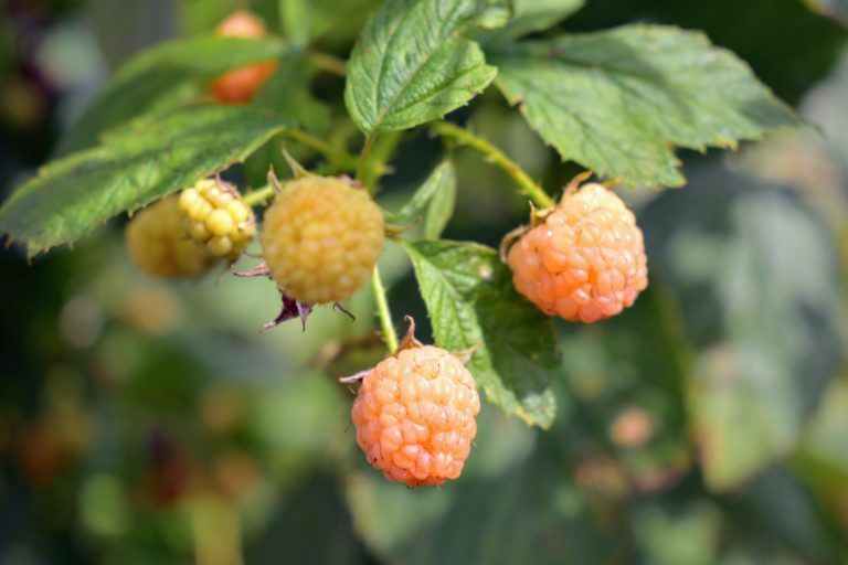 Picking Golden Raspberries - The Martha Stewart Blog