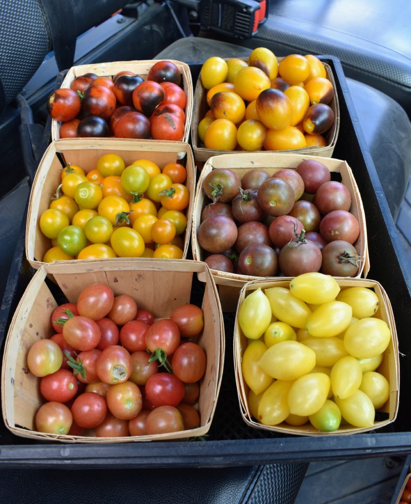Peeling And Seeding Tomatoes For Sauce The Martha Stewart Blog