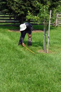 A tree pit is the actual space under the tree itself, where it was planted. The first step to creating manicured tree pits is to measure the space and decide how large the pits will be. Here is my crew foreman, Chhiring, measuring an area that is four-feet square.