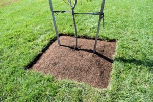 The finished pit will have a slight mound for good drainage away from the tree, but notice there is also a bare circle around the tree trunk to make sure the mulch does not keep the tree from aerating properly.