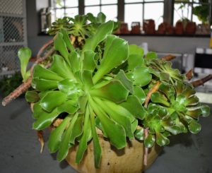 Aeoniums are fast-growing rosette-shaped succulents. Aeonium is a diverse group that can be stemless or shrublike, small or medium-sized.