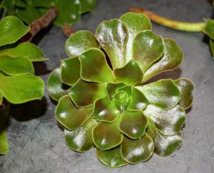 This Aeonium has rounded edges and pointed tips - I love their unusual shapes. Notice, the top of the rosette stays tight in the center, and the foliage directly below it is usually more spaced out. Aeoniums prefer temperatures between 40 and 100-degrees Fahrenheit.