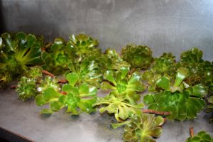 Once the Aeoniums are cleaned up, Ryan places them all on the counter where they can callus over, or dry out and form a hard crust at the base of the cutting, before being placed into a potting medium.