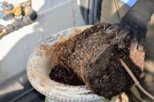 Ryan removes the plant from its pot and scarifies the root ball to stimulate new root growth.