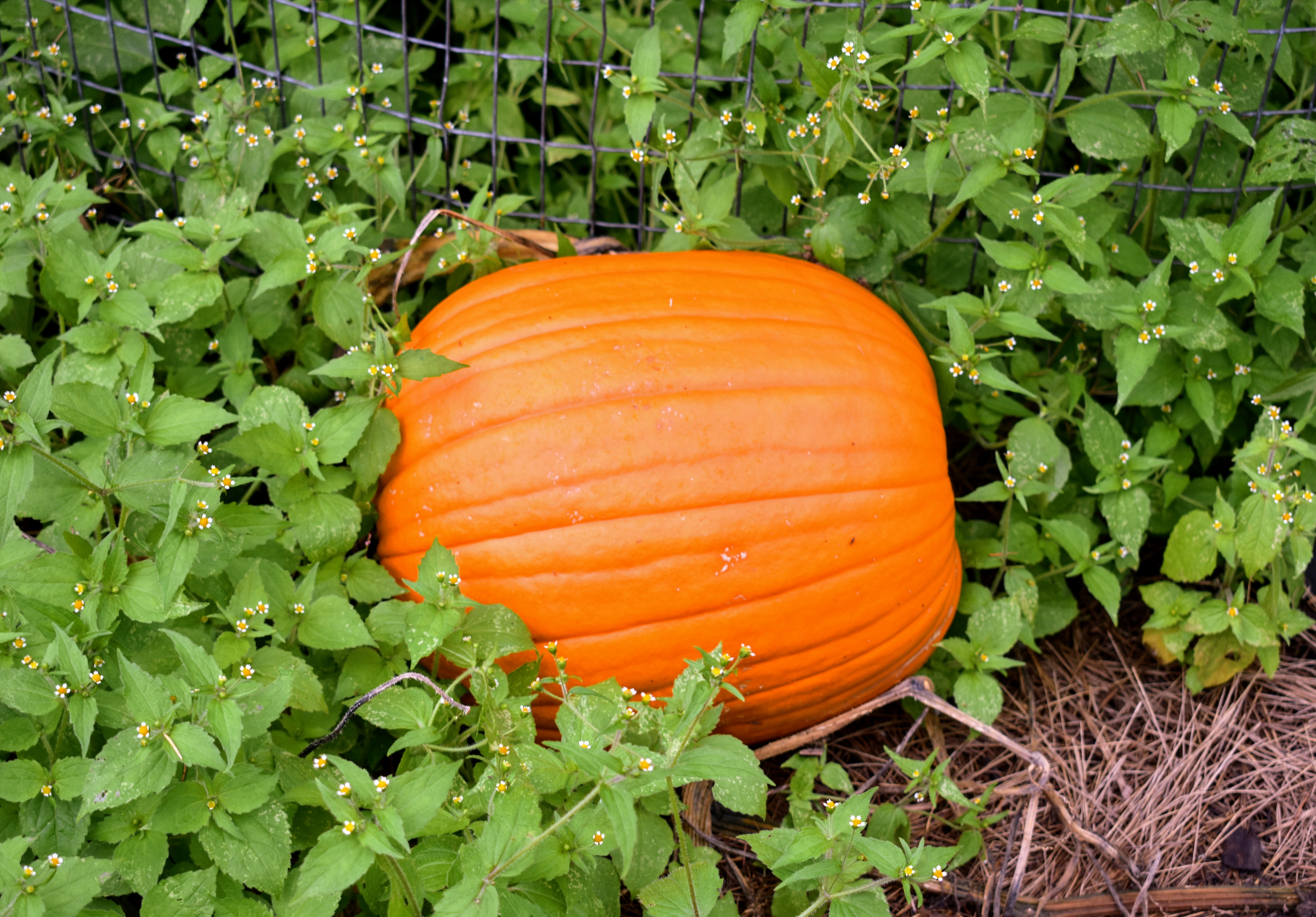 Picking The Season s Pumpkins The Martha Stewart Blog Picking The Season s Pumpkins The Martha Stewart Blog