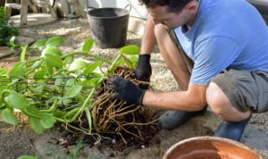 Ryan assesses the plant’s roots before repotting. He trims away any roots that look shriveled and stimulates the root ball.