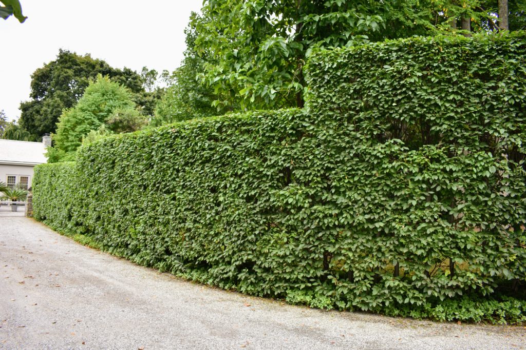 Pruning The Hornbeam Hedges At My Farm - The Martha Stewart Blog