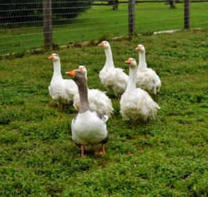 Here come six of my seven geese eager to check out all the action in the pumpkin patch. I have five young Sebastopol geese and two Pomeranian geese who are always together - the other Pomeranian guard goose cannot be seen in this photo, but he was close by watching everyone's moves.