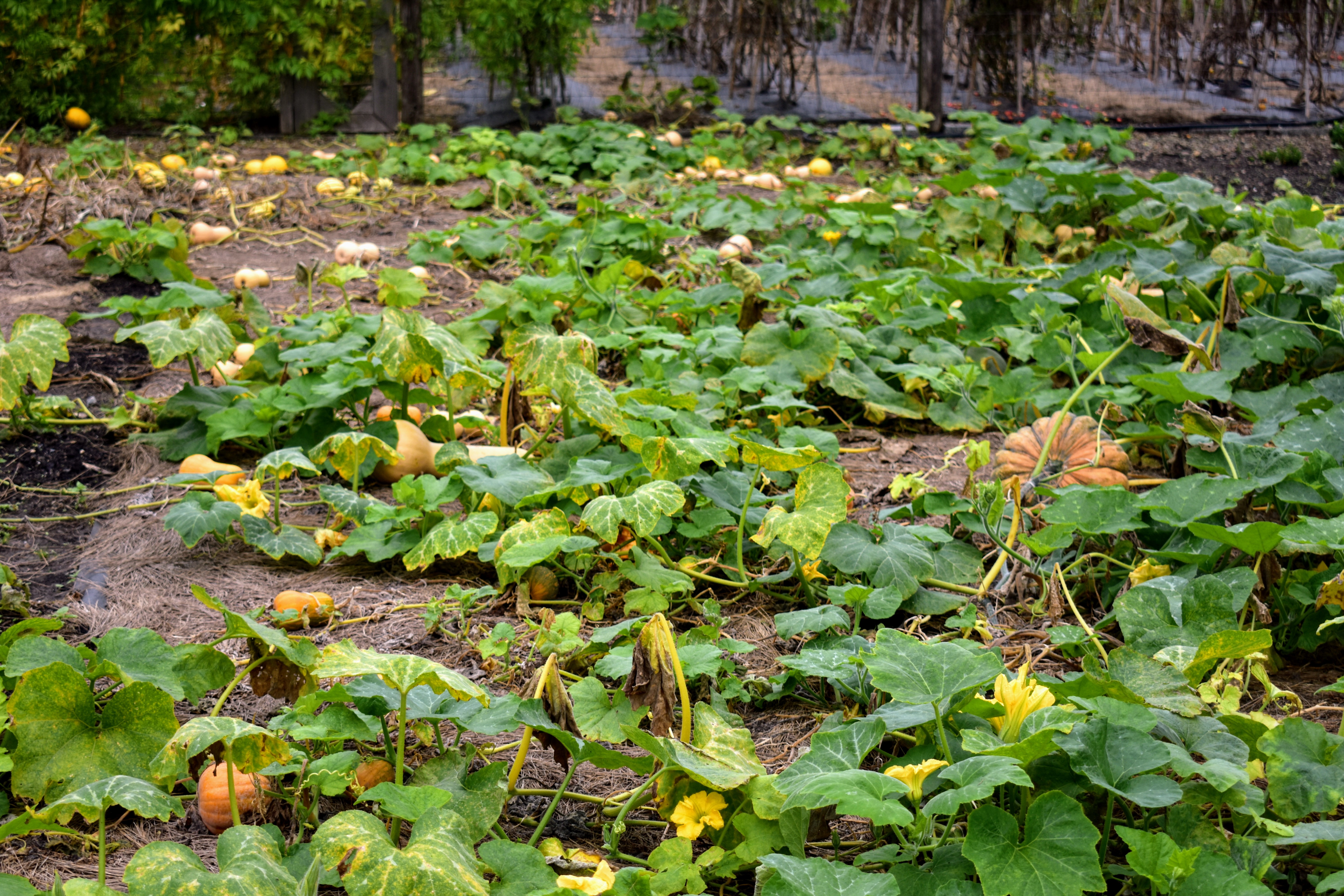 winter squash