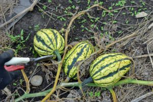 Ryan cuts the squash carefully, always leaving at least two-inches of stem attached if possible. This squash is called delicata - cream-colored fruits with dark green longitudinal stripes and flecks. It is very sweet and excellent for stuffing and baking.