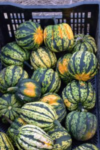 Carnival squash has colorful patches and flecks of dark green, light green, orange, and yellow. They're a popular specialty market variety. These fruits average about a pound each. Hot weather promotes more green tones and less yellow and orange - we had a lot of hot, humid days this summer.