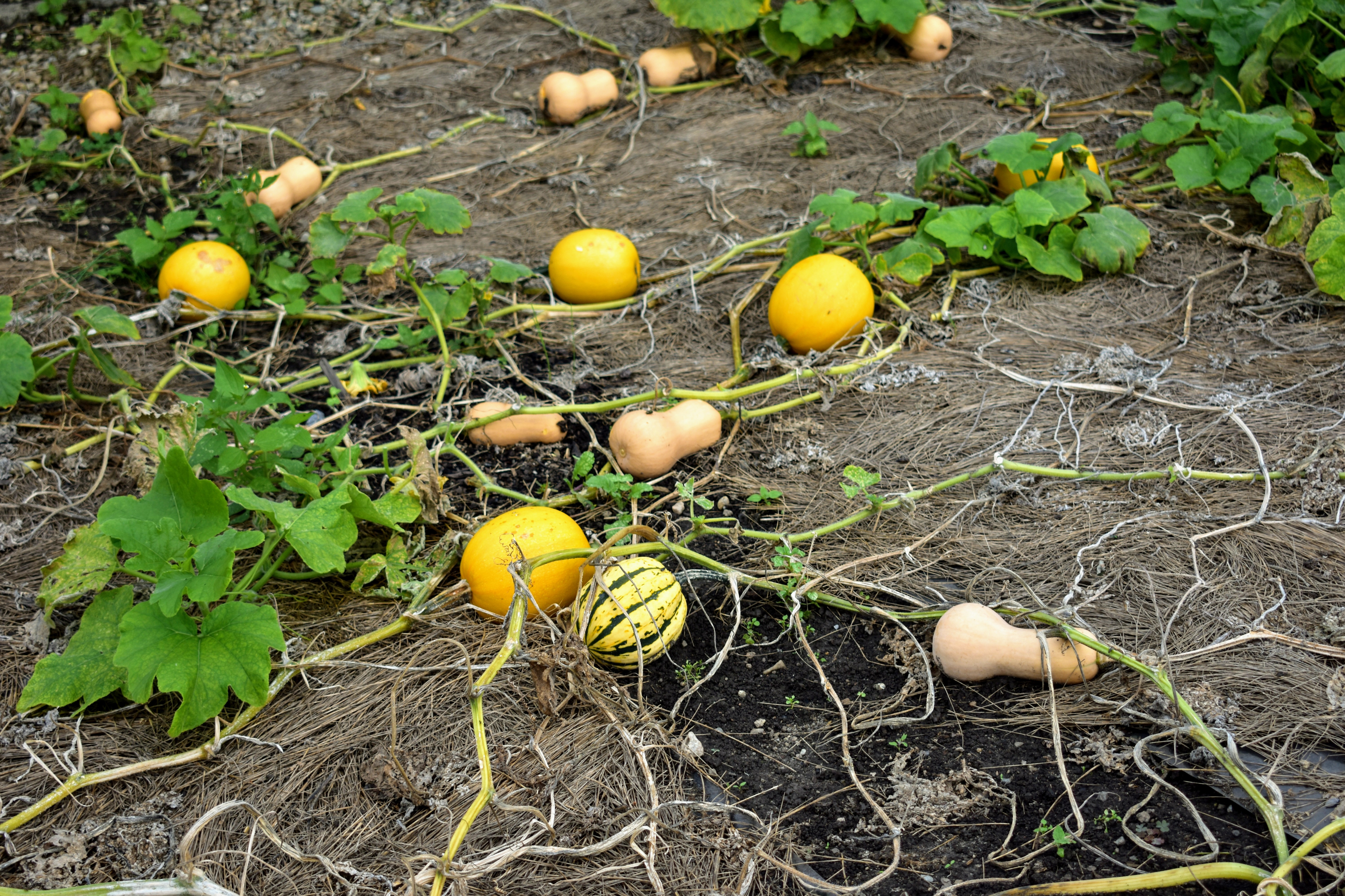 Harvesting The Winter Squash The Martha Stewart Blog