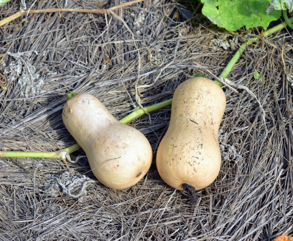 Harvesting The Winter Squash The Martha Stewart Blog 9889