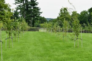 This orchard surrounds three sides of my pool. We planted more than 200-fruit trees here, many of which started as bare-root cuttings. Fruit trees need a good amount of room to mature. When planting, be sure to space them at least 15-feet apart.