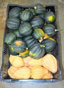 Winter squash contains an impressive amount of immune-supportive vitamin A and vitamin C, as well as dietary fiber, manganese, copper, potassium, folate, manganese, vitamin B6, vitamin K, vitamin B3 and omega-3 fatty acids.