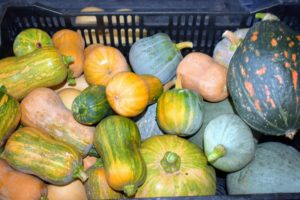 This is a mix of squashes. The blueish ones with tapered ends and bumpy, blue-green, hard shells are Blue Hubbards. They are medium-dry, and medium-sweet, with yellow flesh.