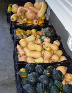 We have lots of delicious winter squash. Storage life varies by squash type. Acorn squash stores the shortest amount of time - about four-weeks. Spaghetti stores four to five weeks. Butternut can store up to six-months and Blue Hubbard up to seven-months. Just be sure to store squash in a cool, dry spot at 50 to 55-degrees Fahrenheit with relative humidity of 60 to 70-percent. All these crates are in my carport.