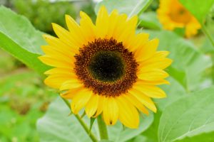 Several of these sunflowers are from Johnny’s Selected Seeds, a source I’ve used for many years. This is ‘Sunbright Supreme’, which has slightly rounded petals and shorter, more rigid stems. The large blooms of ‘Sunbright Supreme’ are excellent for bouquets.