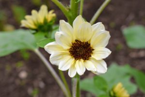 ‘ProCut® White Nite’ is a new variety from Johnny’s. These flowers have creamy pale-yellow, almost white petals on dark centers.