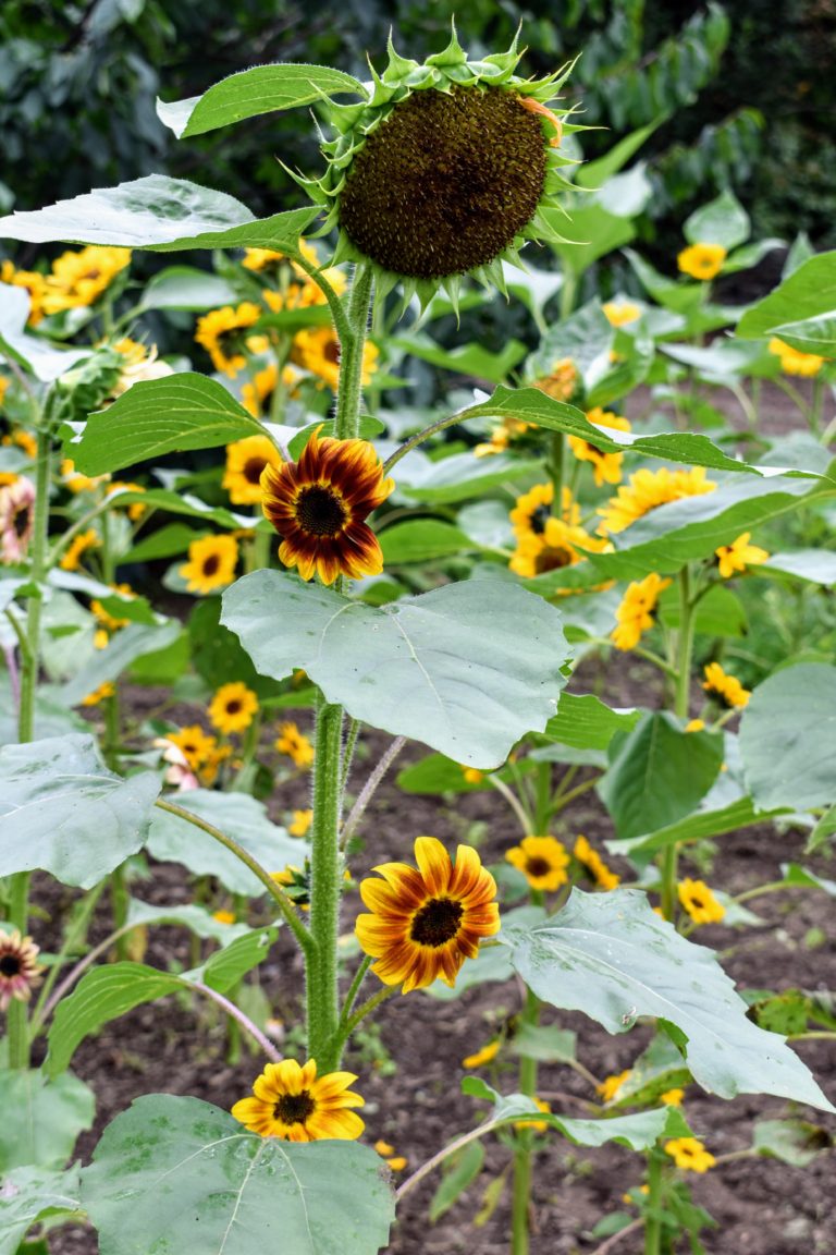 My Blooming Sunflowers The Martha Stewart Blog