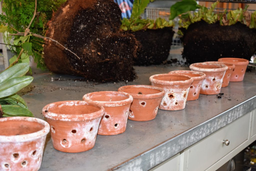 Repotting Orchids in My Greenhouse The Martha Stewart Blog